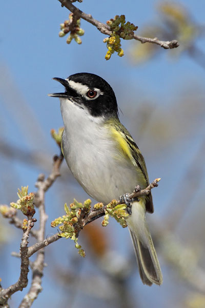 Black-capped Vireo © Russ Chantler