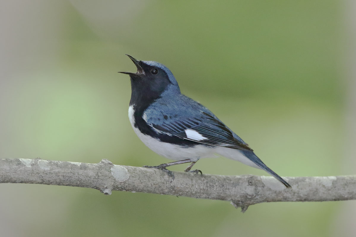 Black-throated Blue Warbler © Russ Chantler