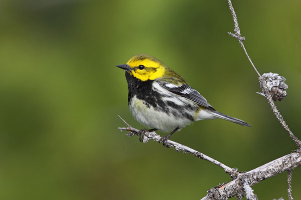 Black-throated Green Warbler © Russ Chantler