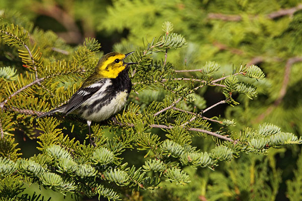 Black-throated Green Warbler © Russ Chantler