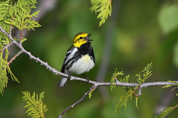 Black-throated Green Warbler © Russ Chantler