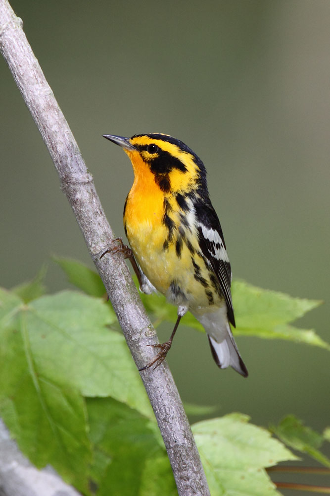 Blackburnian Warbler © Russ Chantler