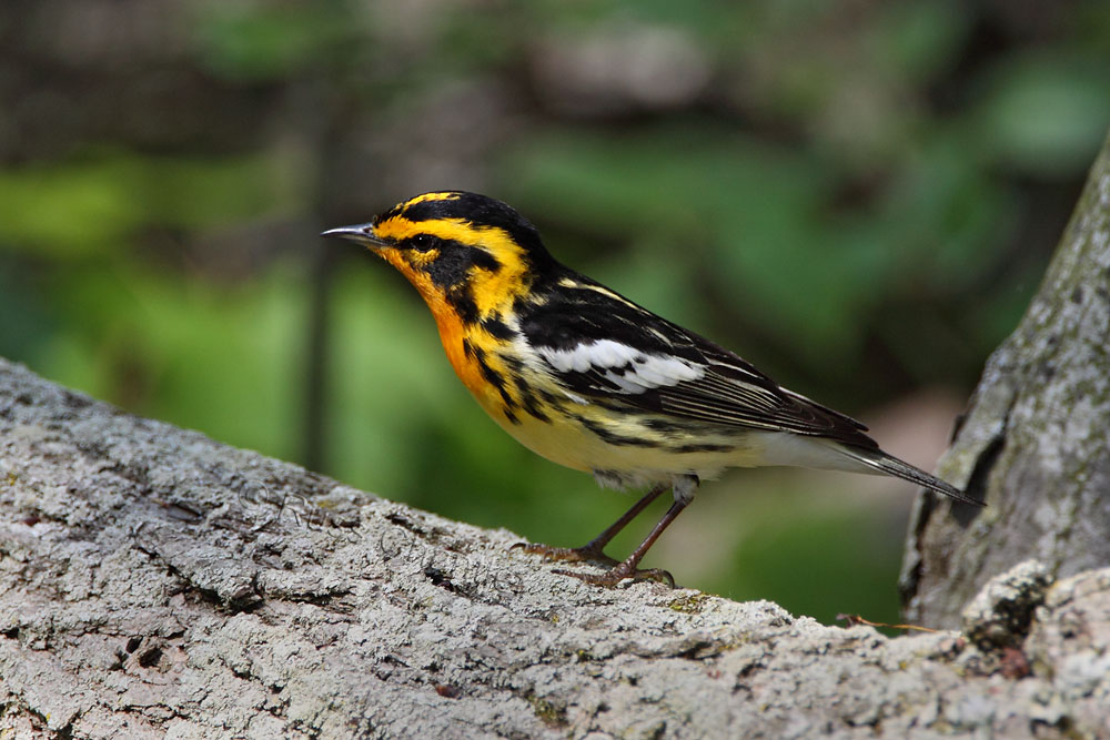 Blackburnian Warbler © Russ Chantler