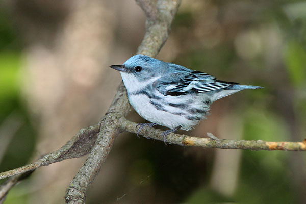 Cerulean Warbler © Russ Chantler