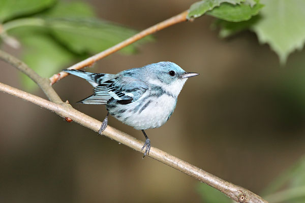 Cerulean Warbler © Russ Chantler