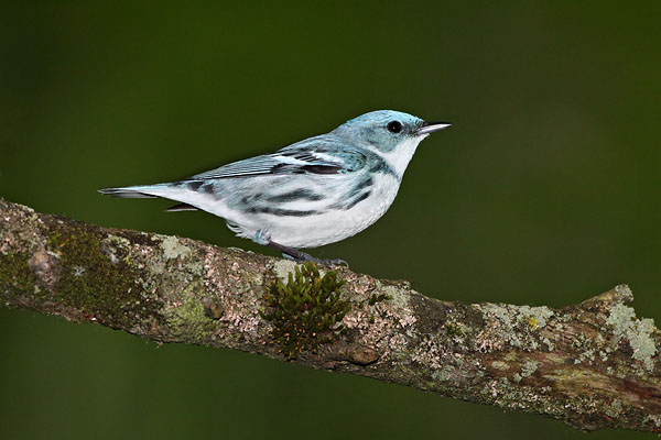 Cerulean Warbler © Russ Chantler