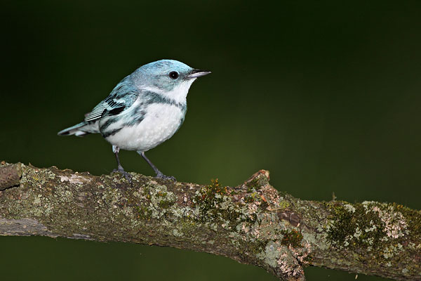 Cerulean Warbler © Russ Chantler