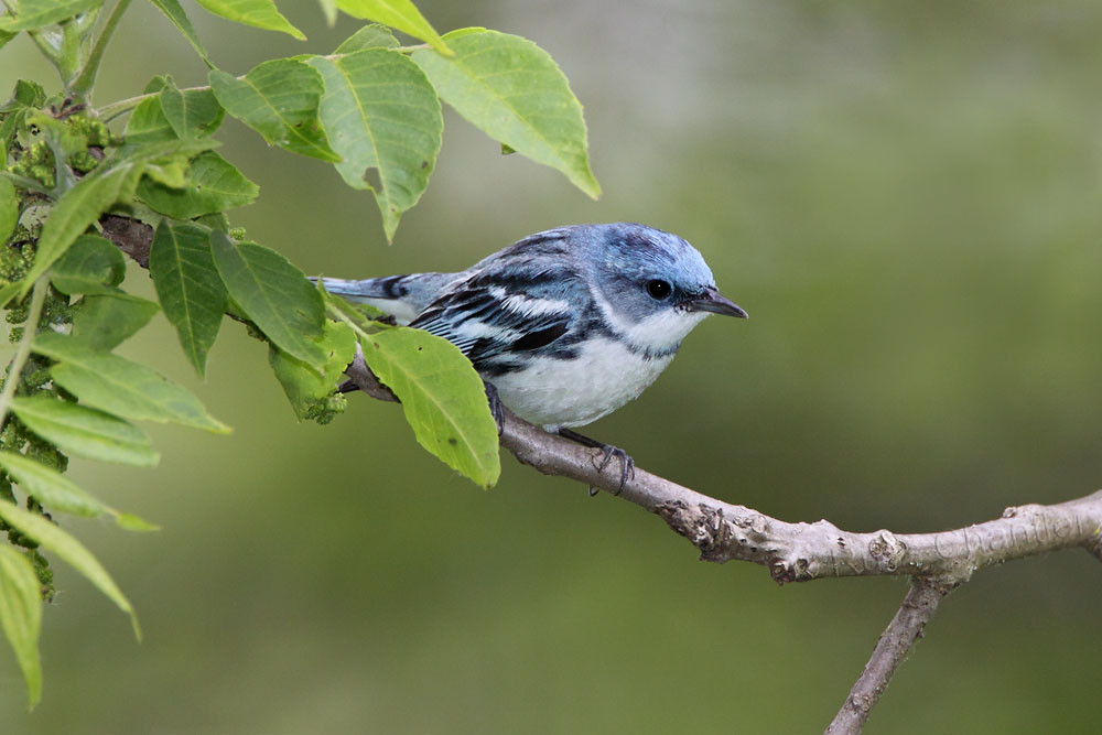 Cerulean Warbler © Russ Chantler