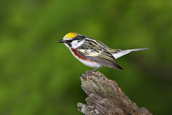 Chestnut-sided Warbler © Russ Chantler