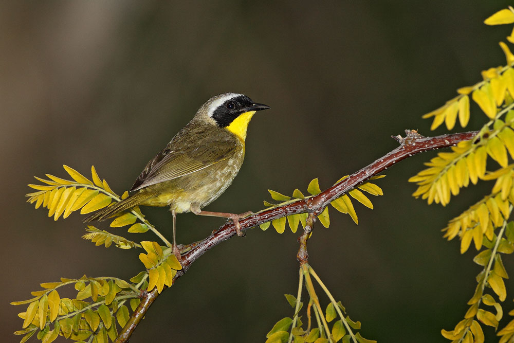 Common Yellowthroat © Russ Chantler