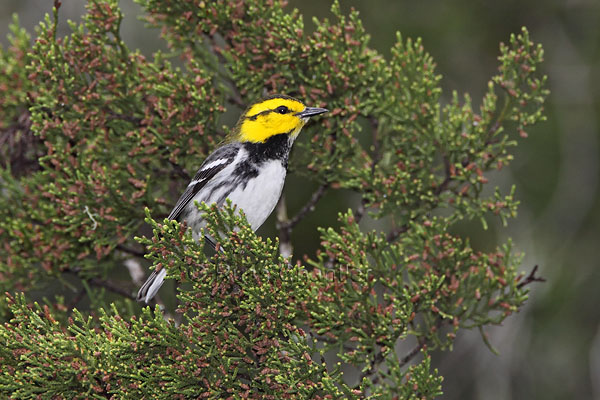 Golden-cheeked Warbler © Russ Chantler