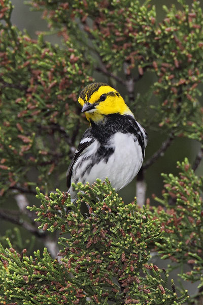 Golden-cheeked Warbler © Russ Chantler