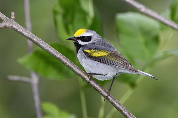 Golden-winged Warbler © Russ Chantler