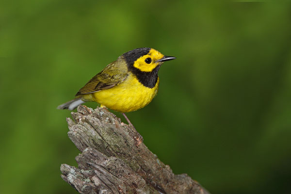 Hooded Warbler © Russ Chantler