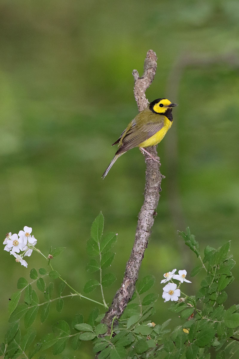 Hooded Warbler © Russ Chantler