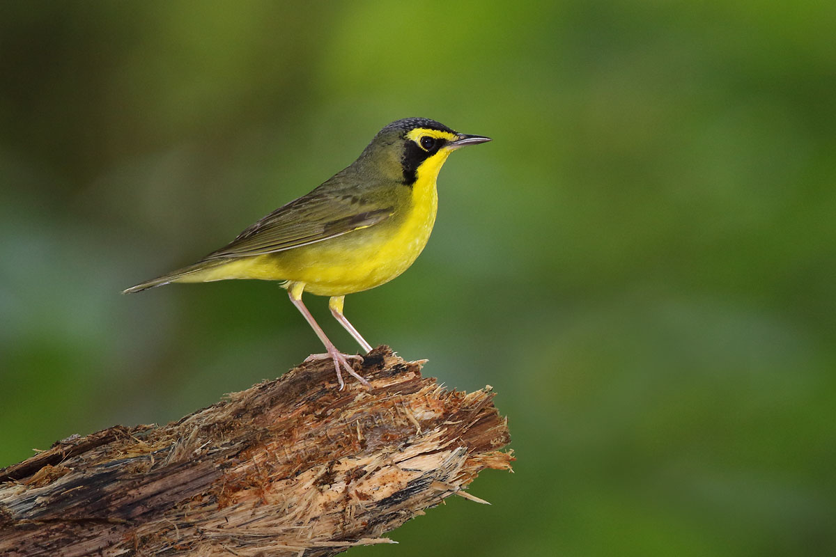 Kentucky Warbler © Russ Chantler