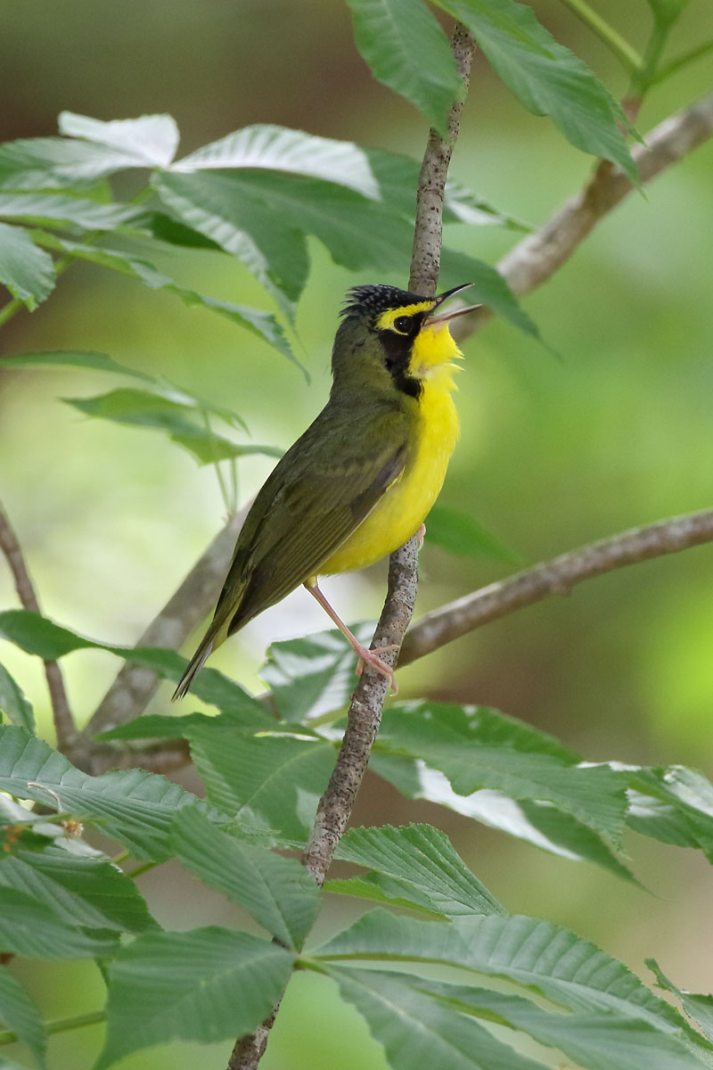 Kentucky Warbler © Russ Chantler