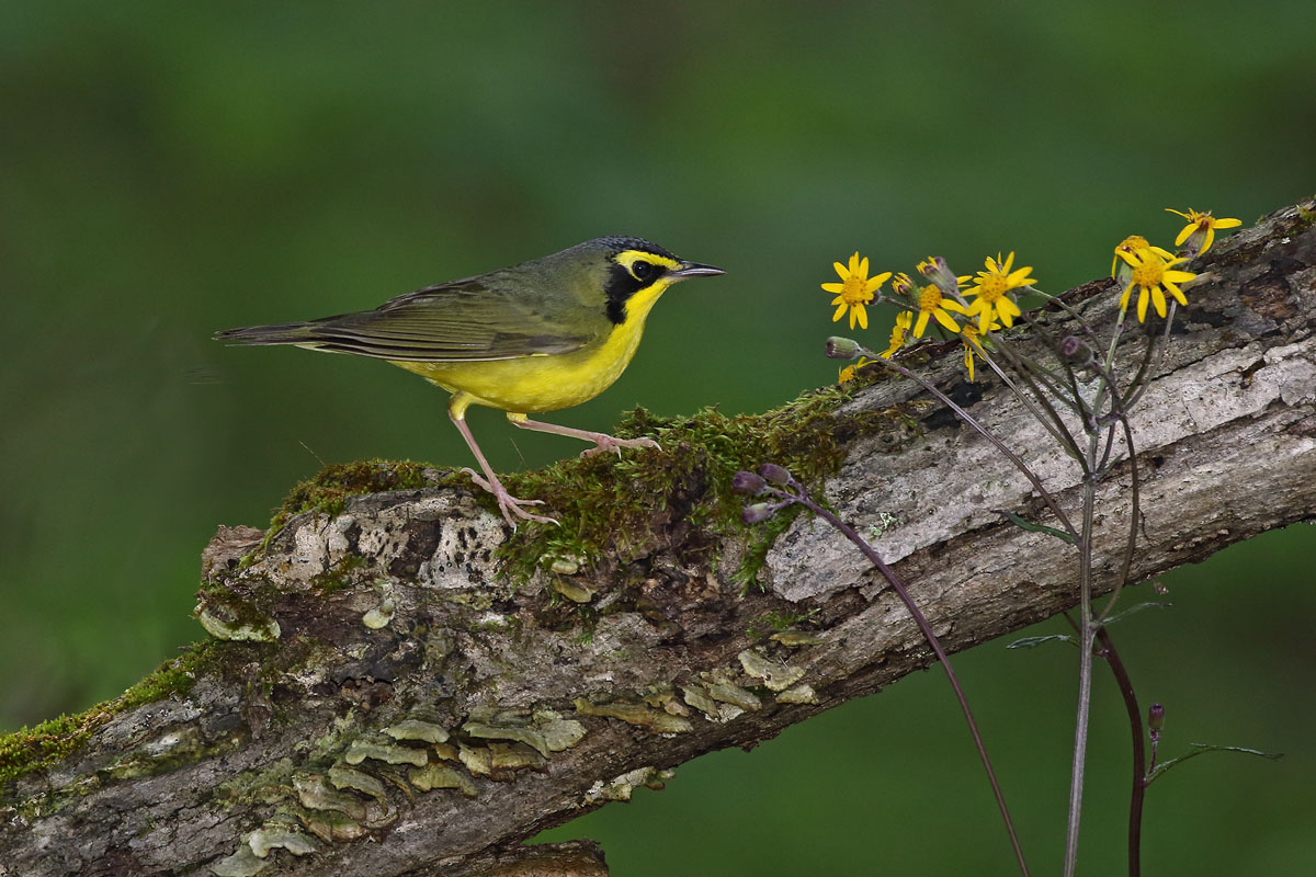 Kentucky Warbler © Russ Chantler