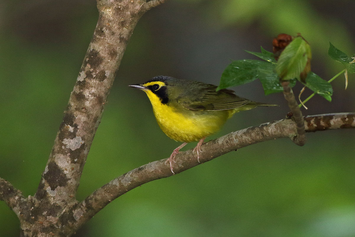 Kentucky Warbler © Russ Chantler