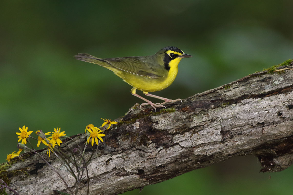 Kentucky Warbler © Russ Chantler