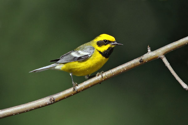 Lawrence's Warbler © Russ Chantler