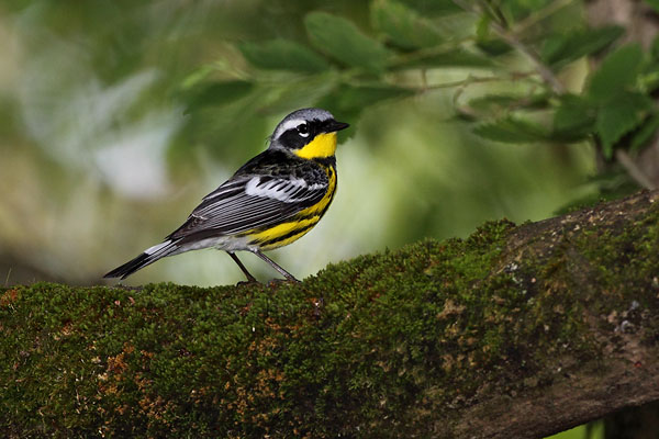 Magnolia Warbler © Russ Chantler