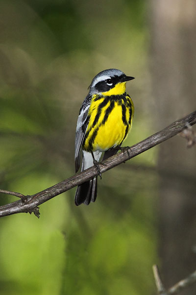 Magnolia Warbler © Russ Chantler