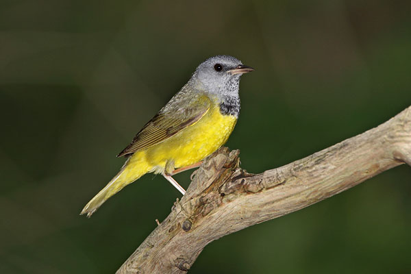 Mourning Warbler © Russ Chantler