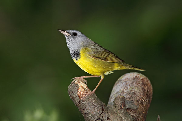 Mourning Warbler © Russ Chantler