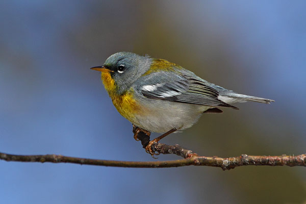 Northern Parula © Russ Chantler