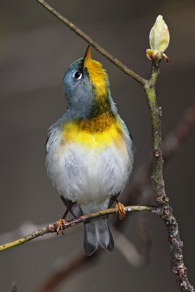 Northern Parula © Russ Chantler