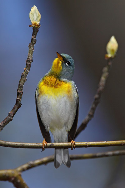 Northern Parula © Russ Chantler