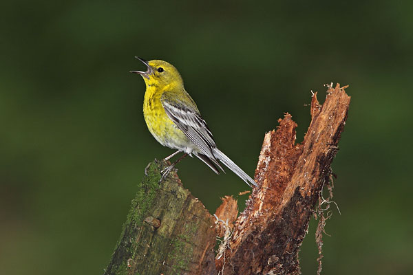 Pine Warbler © Russ Chantler