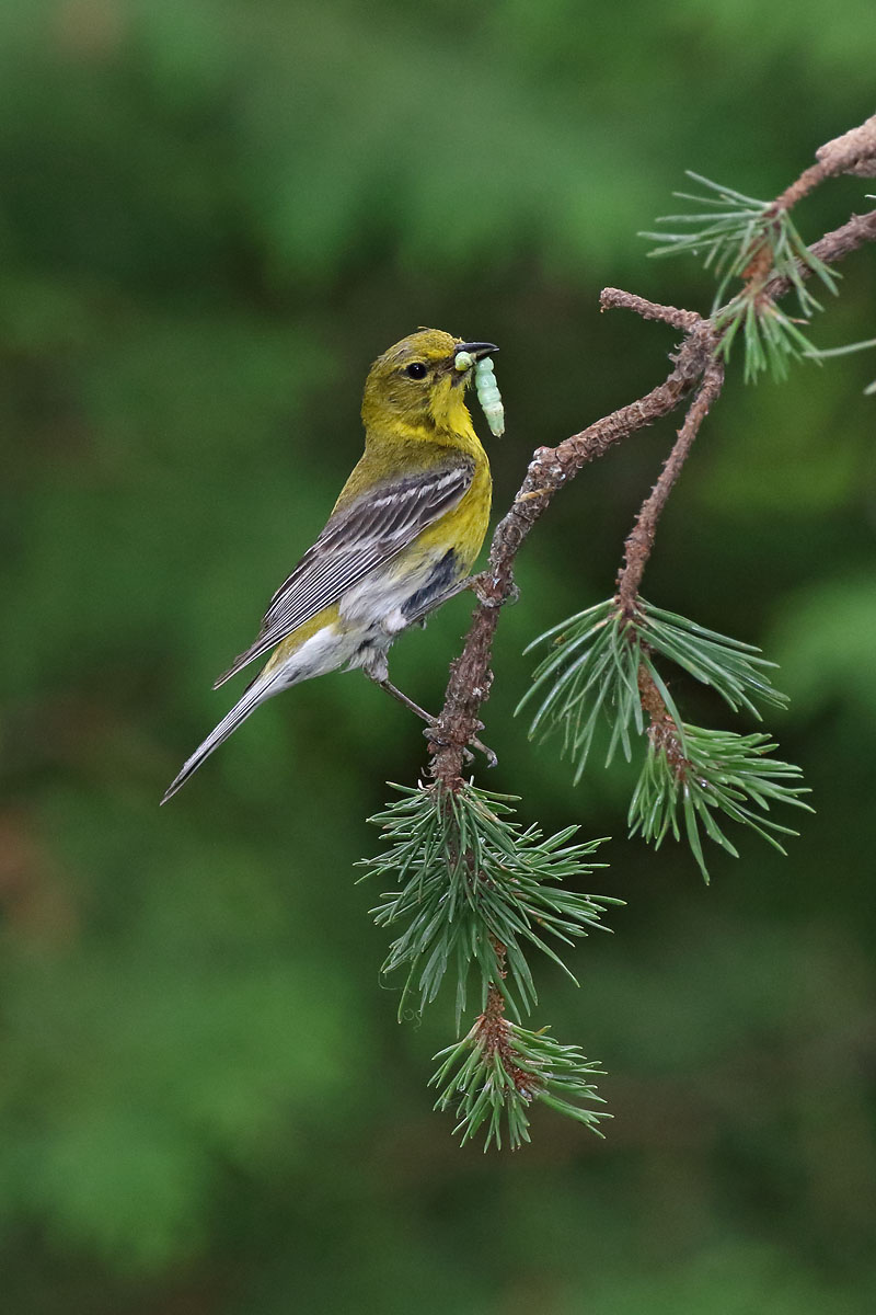 Pine Warbler © Russ Chantler