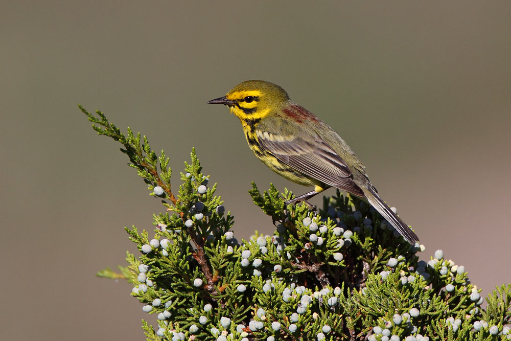 Prairie Warbler © Russ Chantler