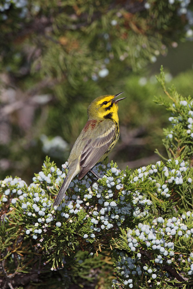 Prairie Warbler © Russ Chantler