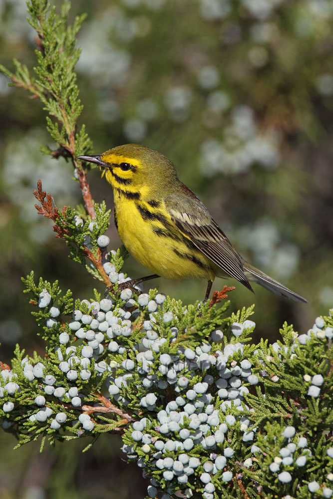 Prairie Warbler © Russ Chantler