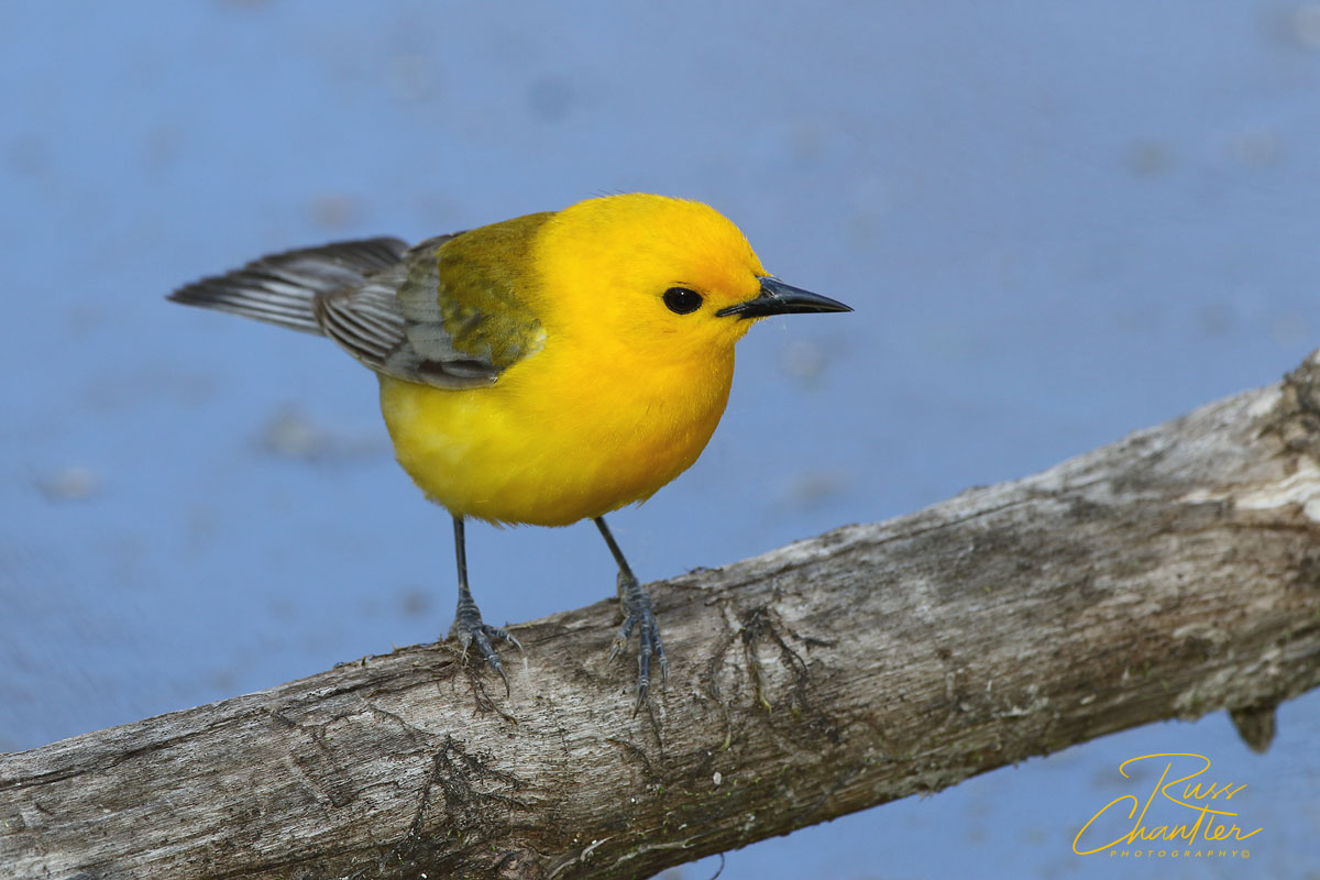 Prothonotary Warbler © Russ Chantler