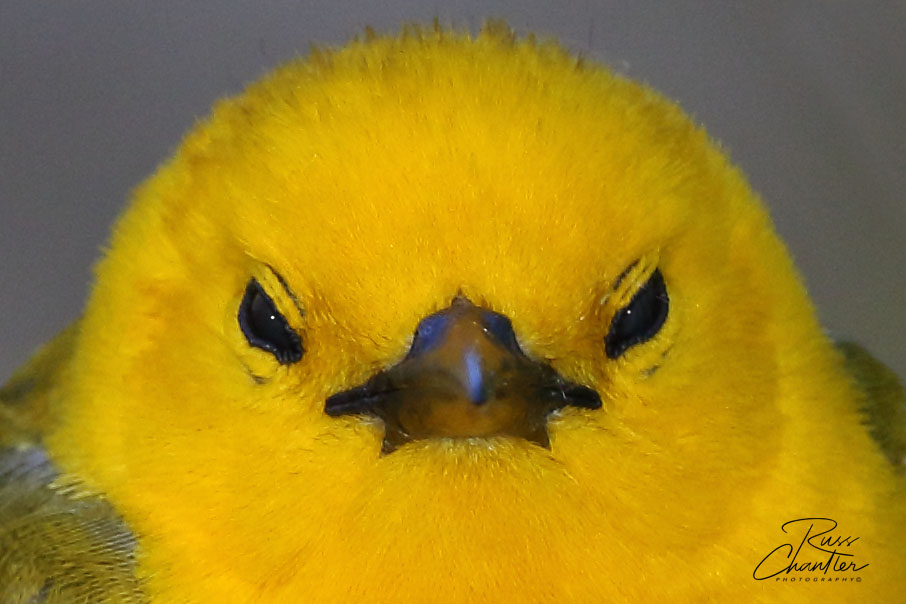 Prothonotary Warbler © Russ Chantler