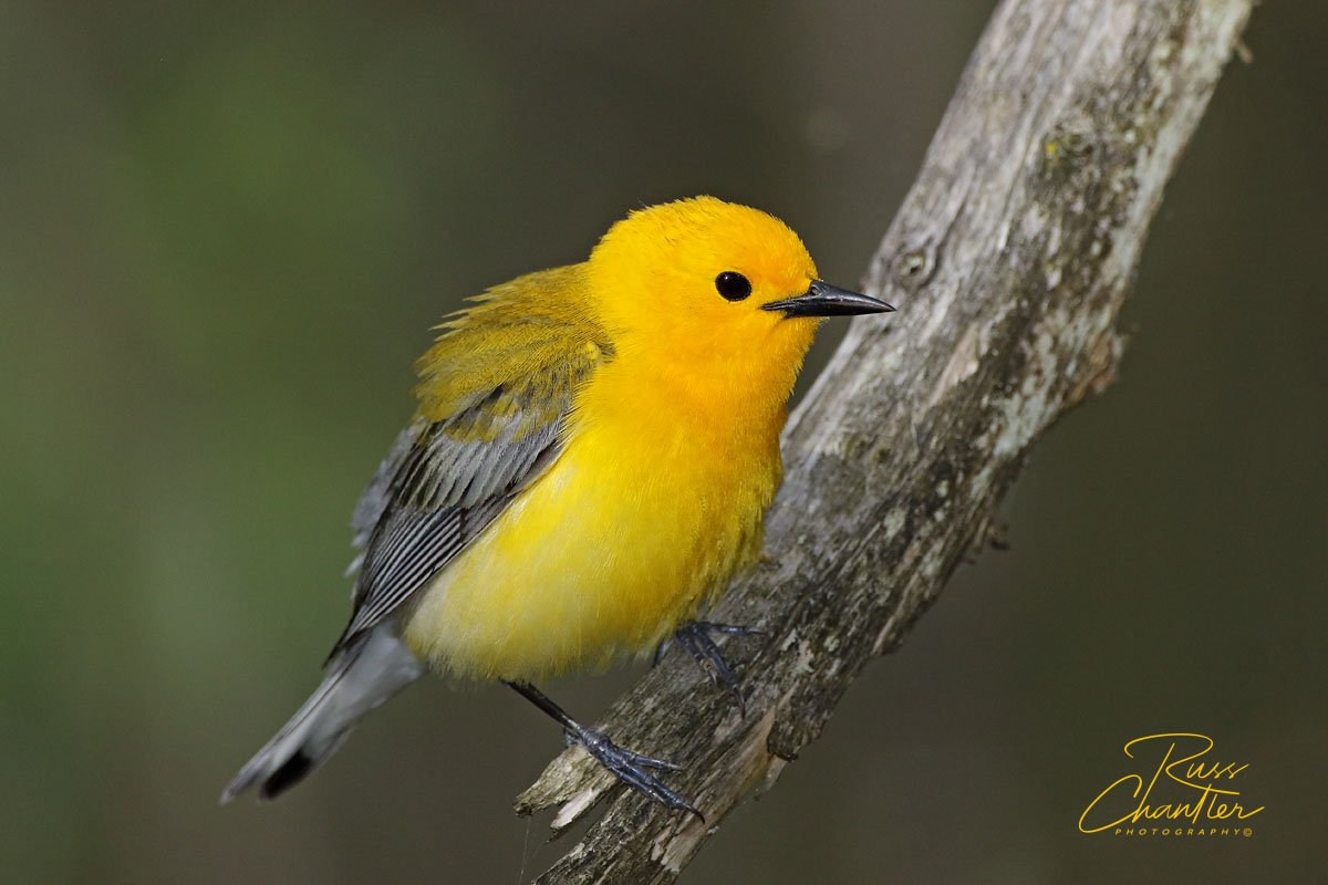 Prothonotary Warbler © Russ Chantler