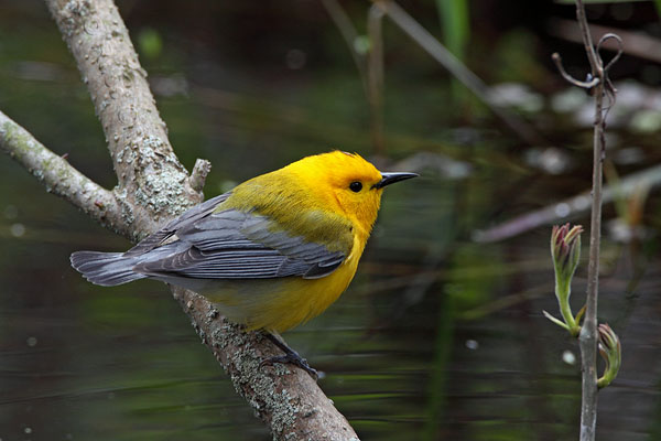 Prothonotary Warbler © Russ Chantler