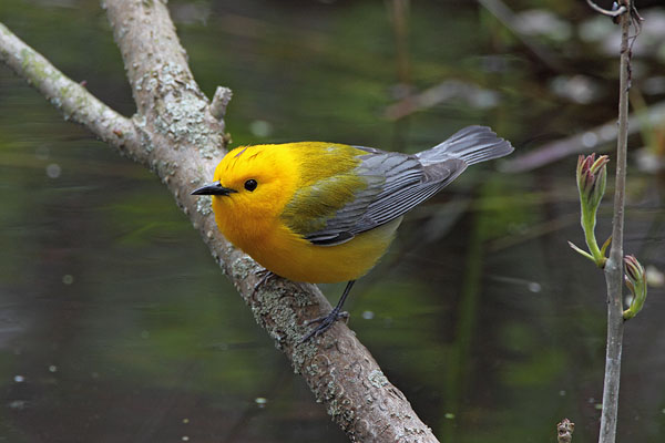 Prothonotary Warbler © Russ Chantler