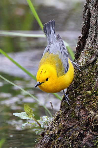 Prothonotary Warbler © Russ Chantler