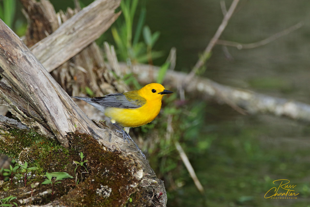 Prothonotary Warbler © Russ Chantler