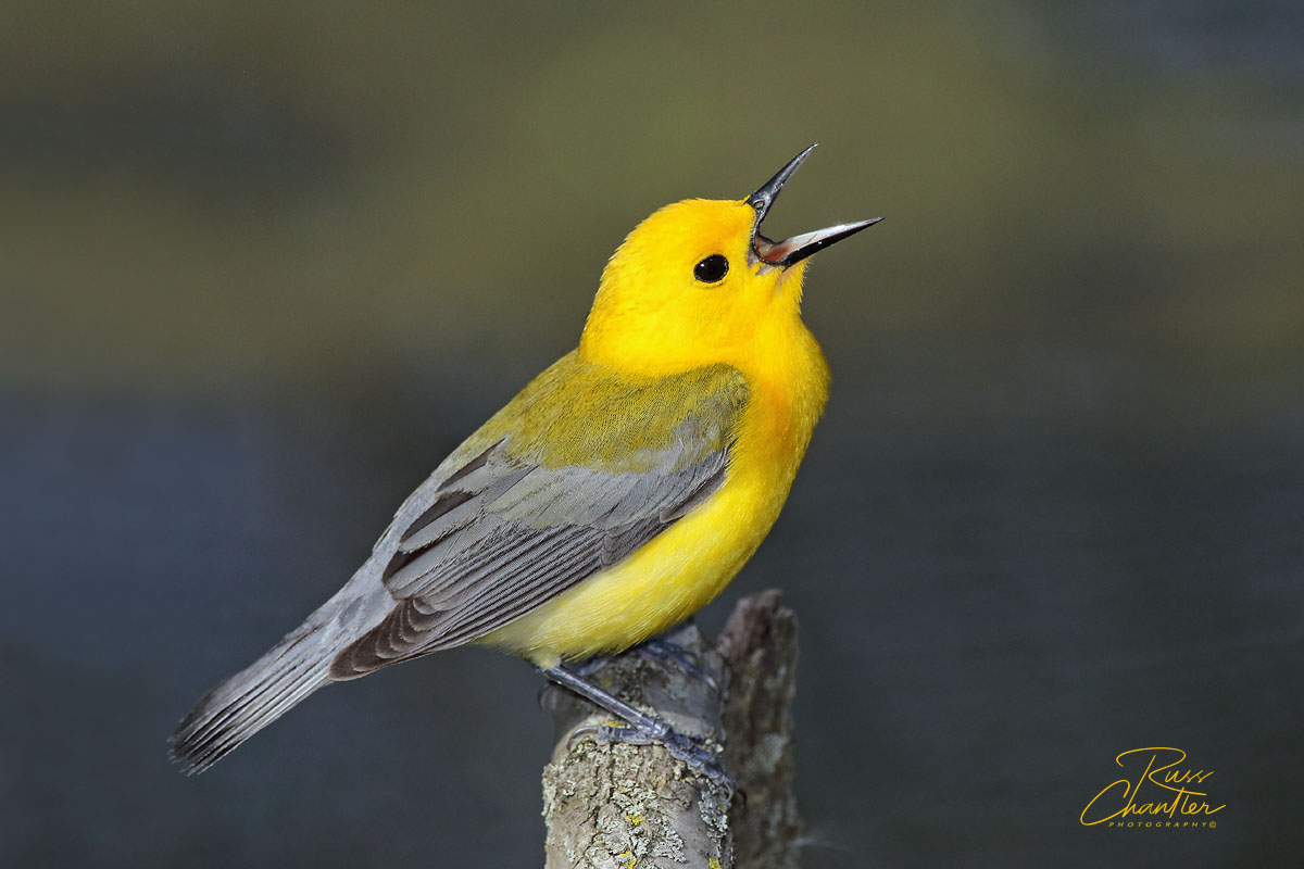 Prothonotary Warbler © Russ Chantler