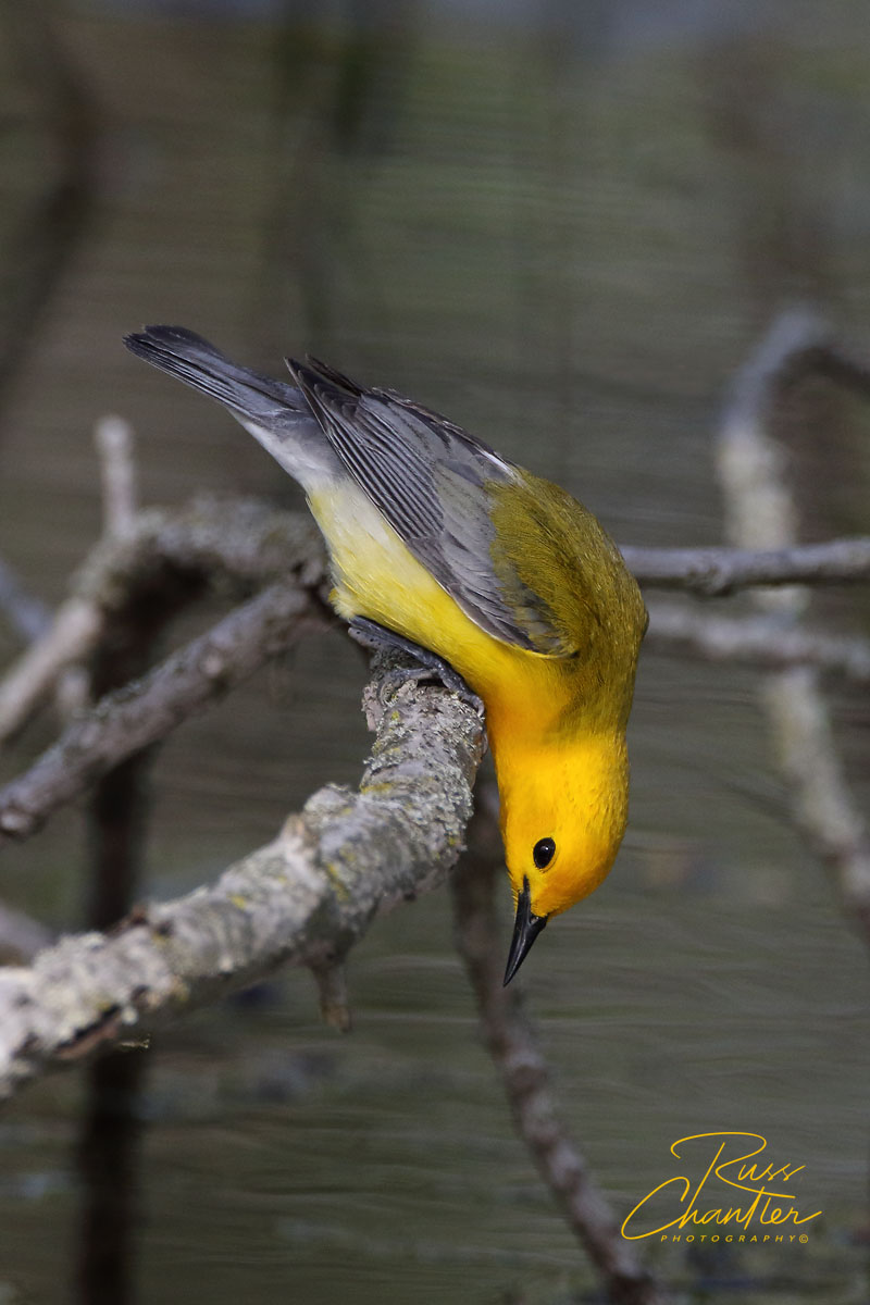 Prothonotary Warbler © Russ Chantler