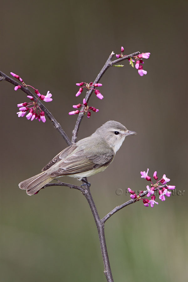 Warbling Vireo © Russ Chantler