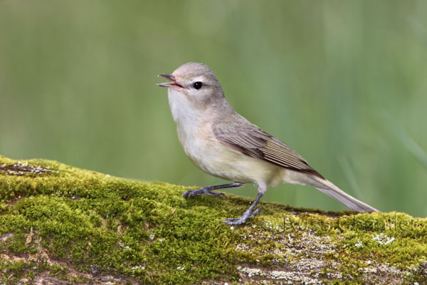 Warbling Vireo © Russ Chantler