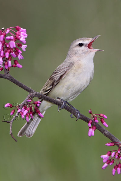 Warbling Vireo © Russ Chantler