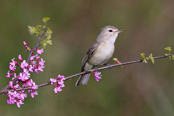 Warbling Vireo © Russ Chantler